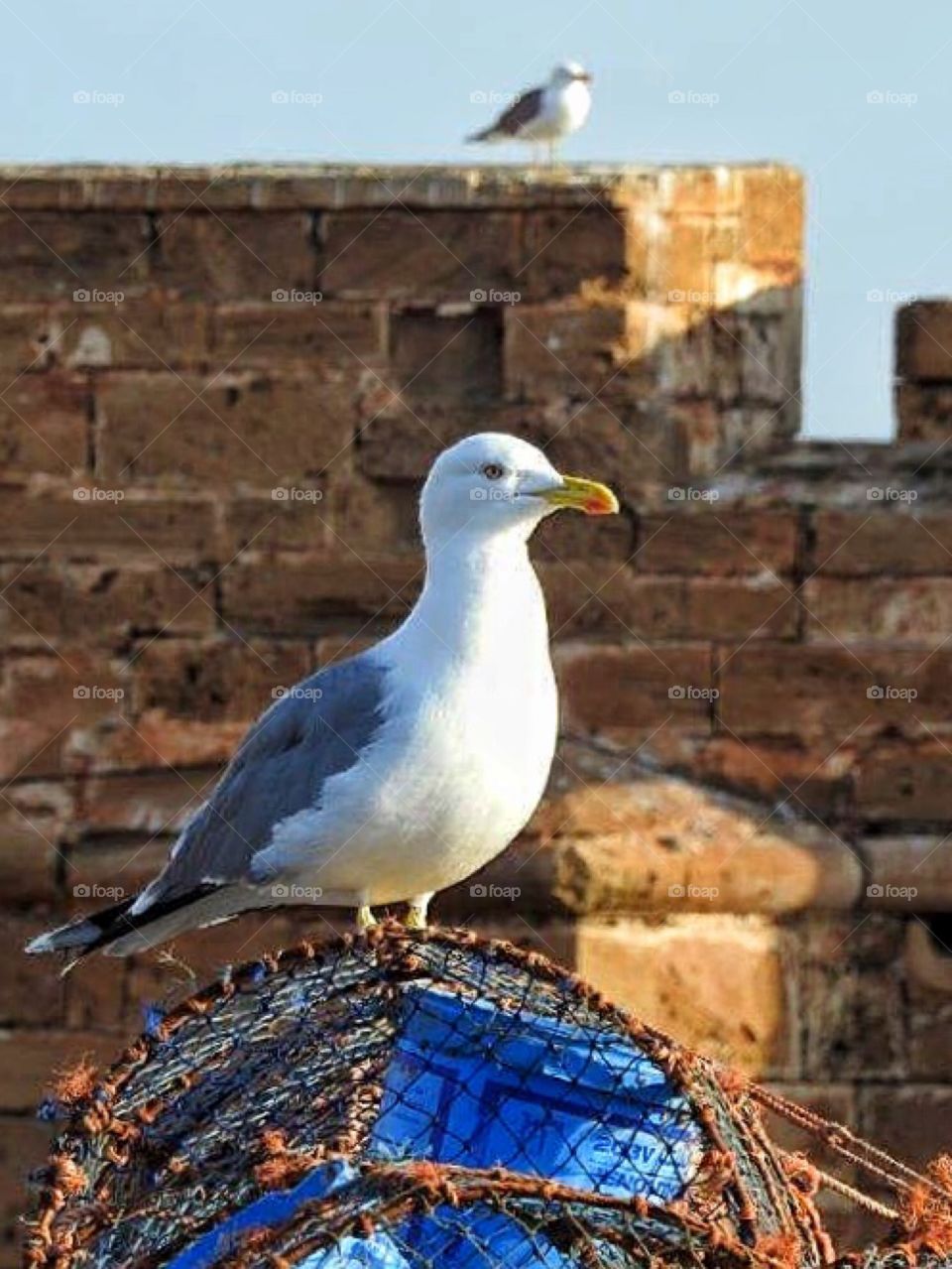 Close-up of a seagull