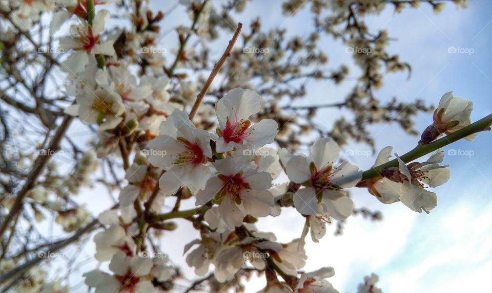 Almond blossom in the field