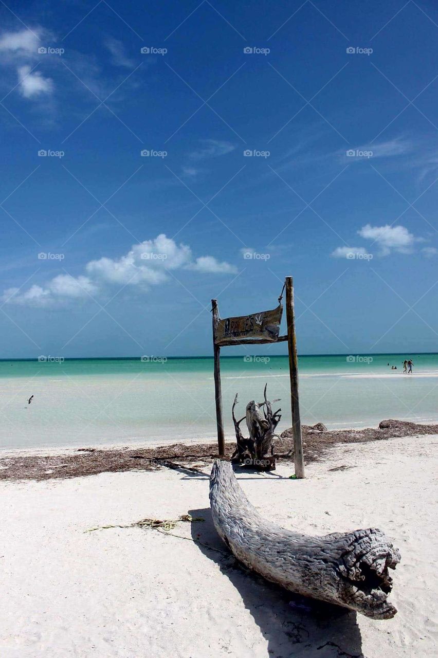 Driftwood and Seagrass