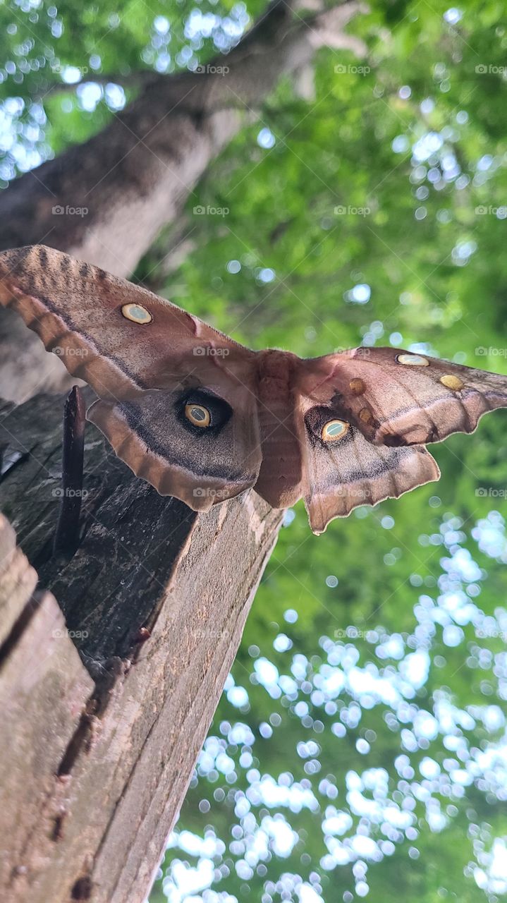 Moth taking off