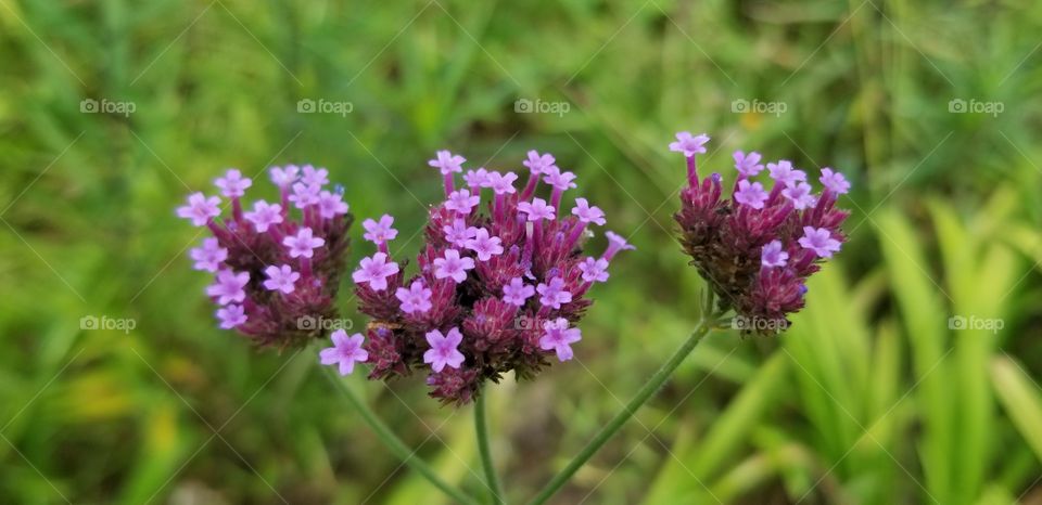 Dainty Verbena