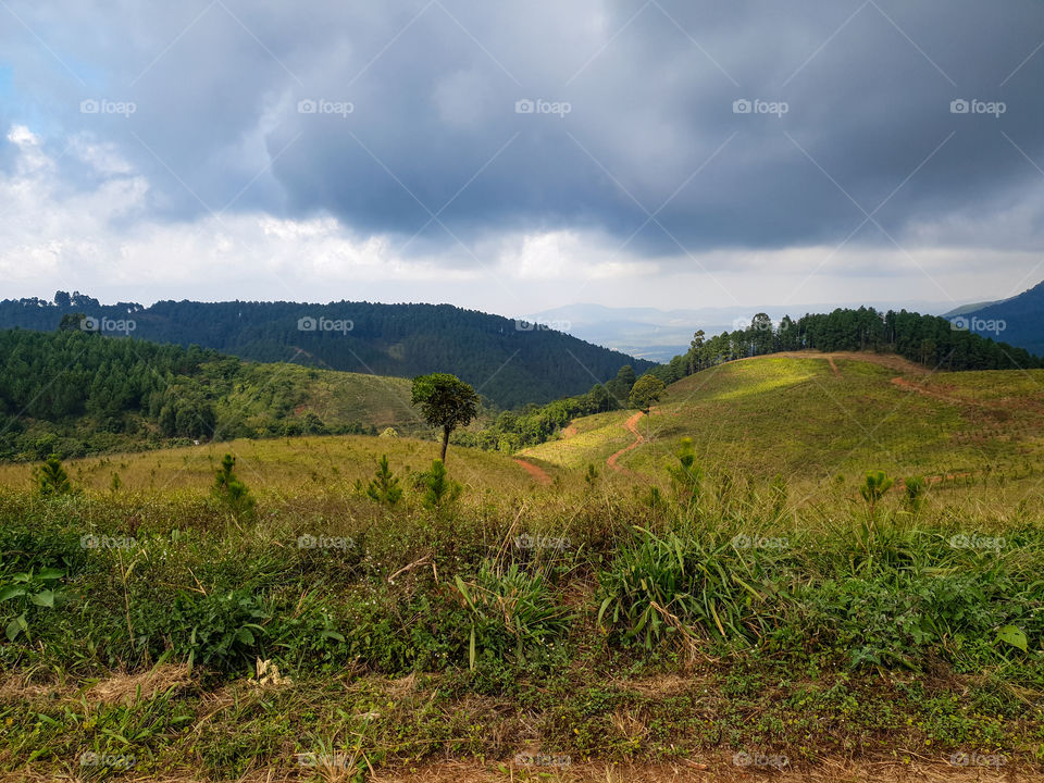 landscape of a pine forest being replanted