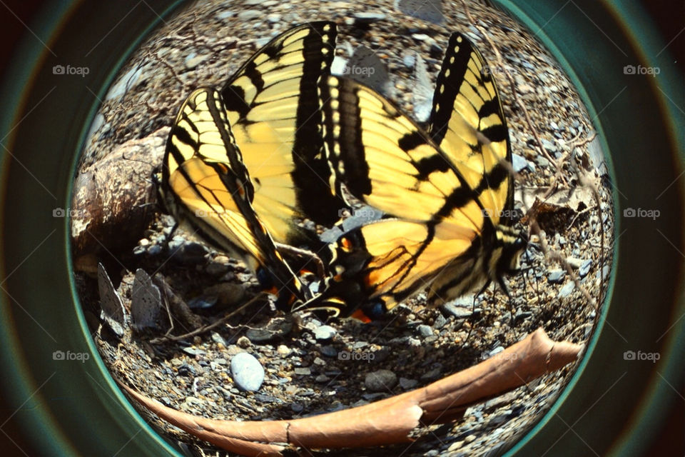 Swallowtails at Play