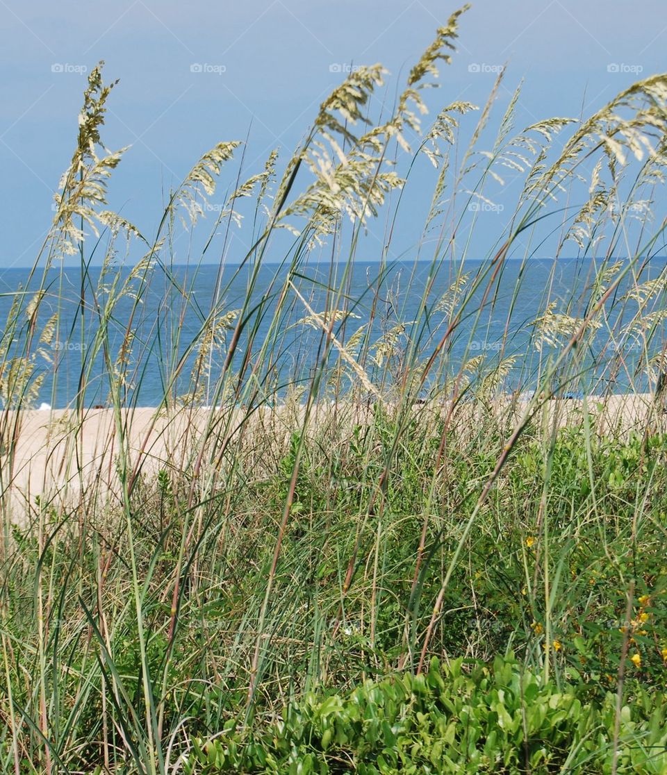 Close-up of grass near beach