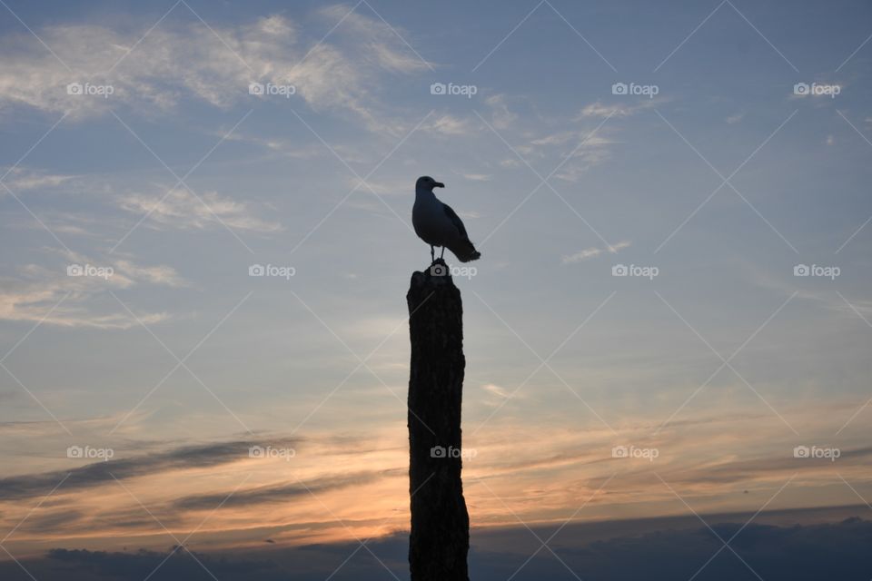 Seagull sentry