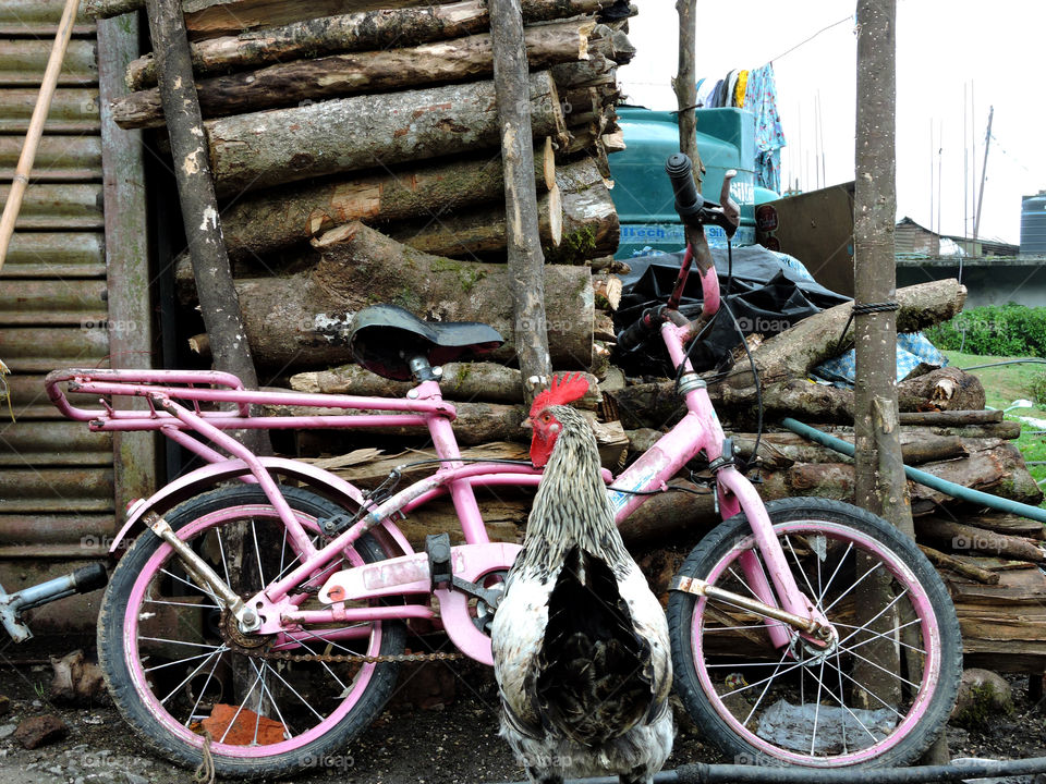 A tale of a bicycle and a cock