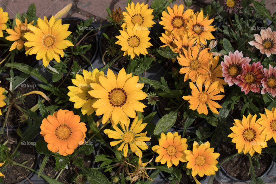 Flowers in pots