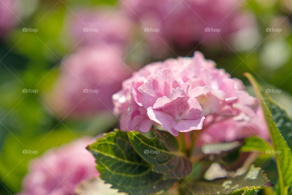 pink hydrangea