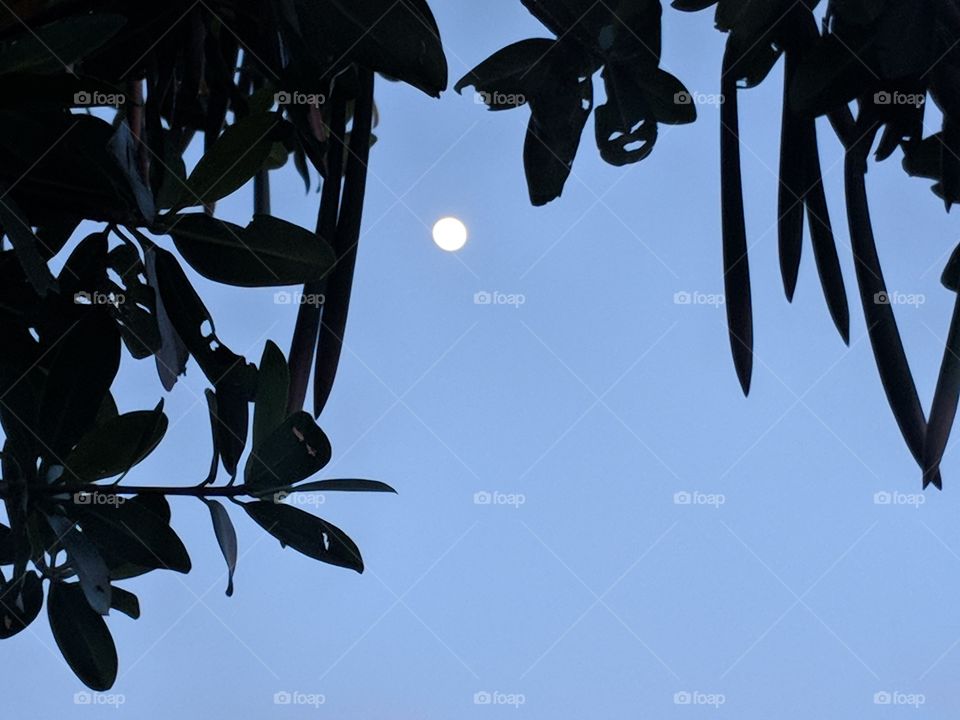 mangrove moon