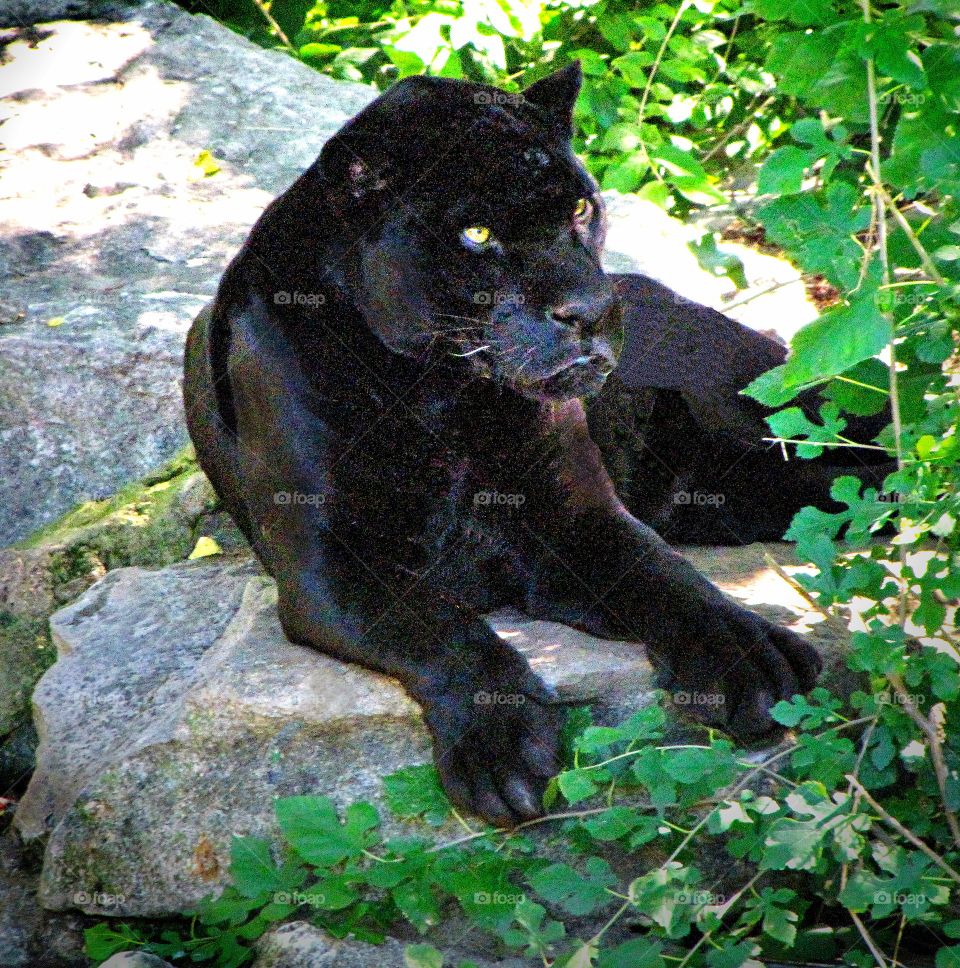 Black panther