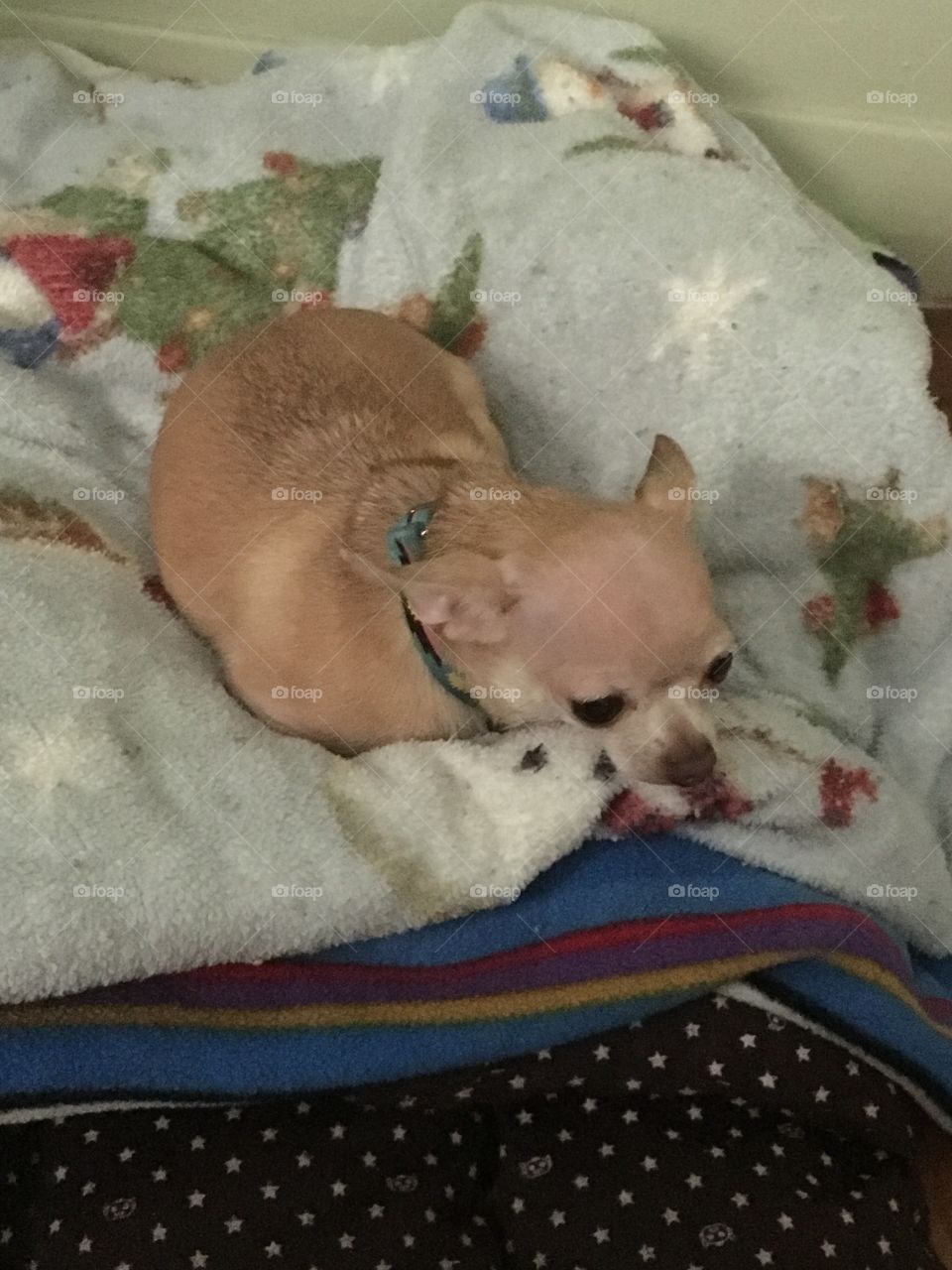 Chihuahua 