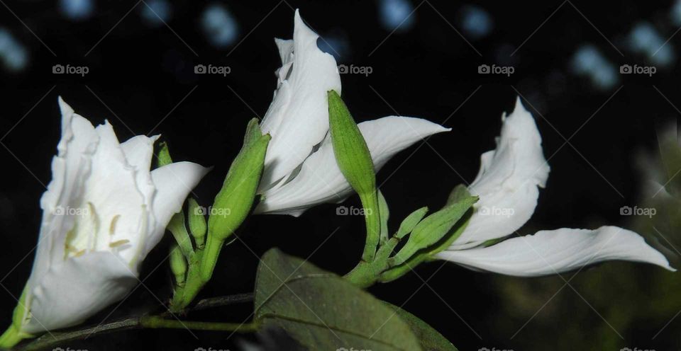 a white flower in the garden
