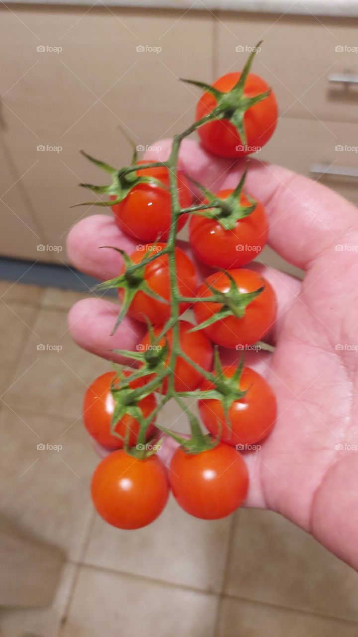 mini tomatoes