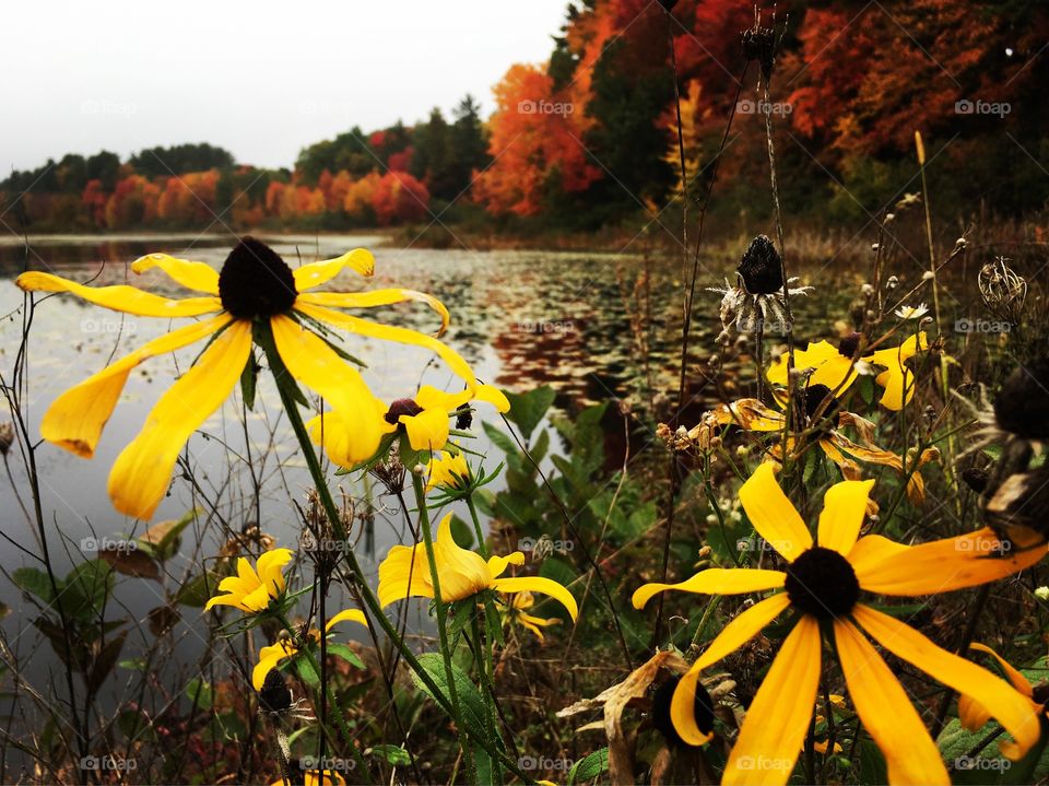 Flower by water