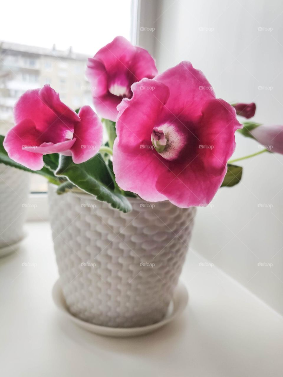 Blooming gloxinia in a pot