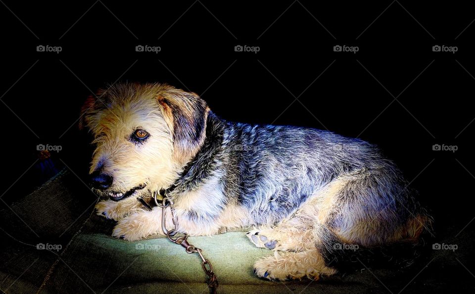 My lovely happy dog 🐶