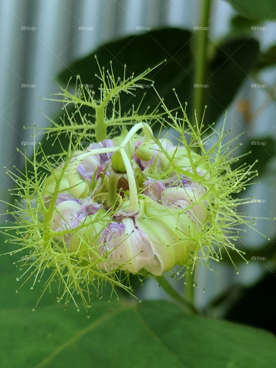 passion flower bud