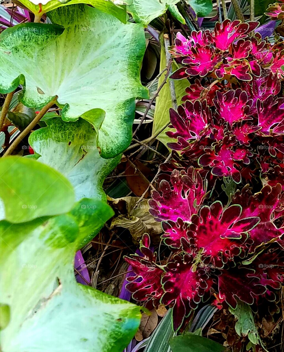 colorful plants