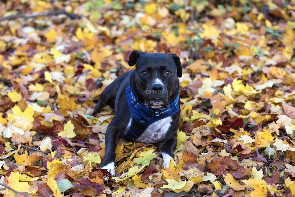 Dog lying on the ground covered with beautiful colorful maple leaves in the forest in the fall