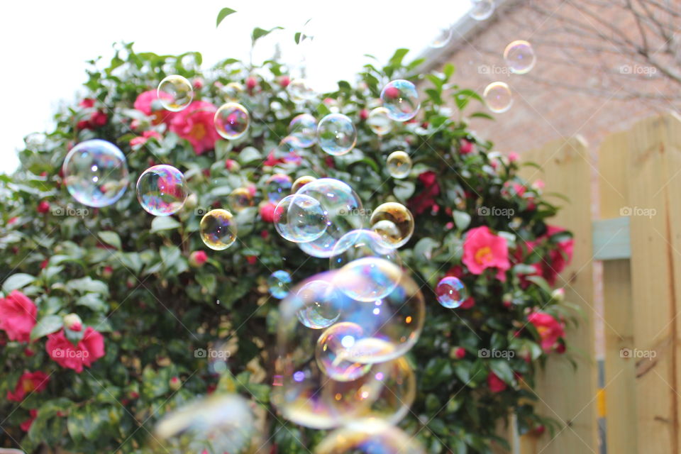 Flowers and bubbles