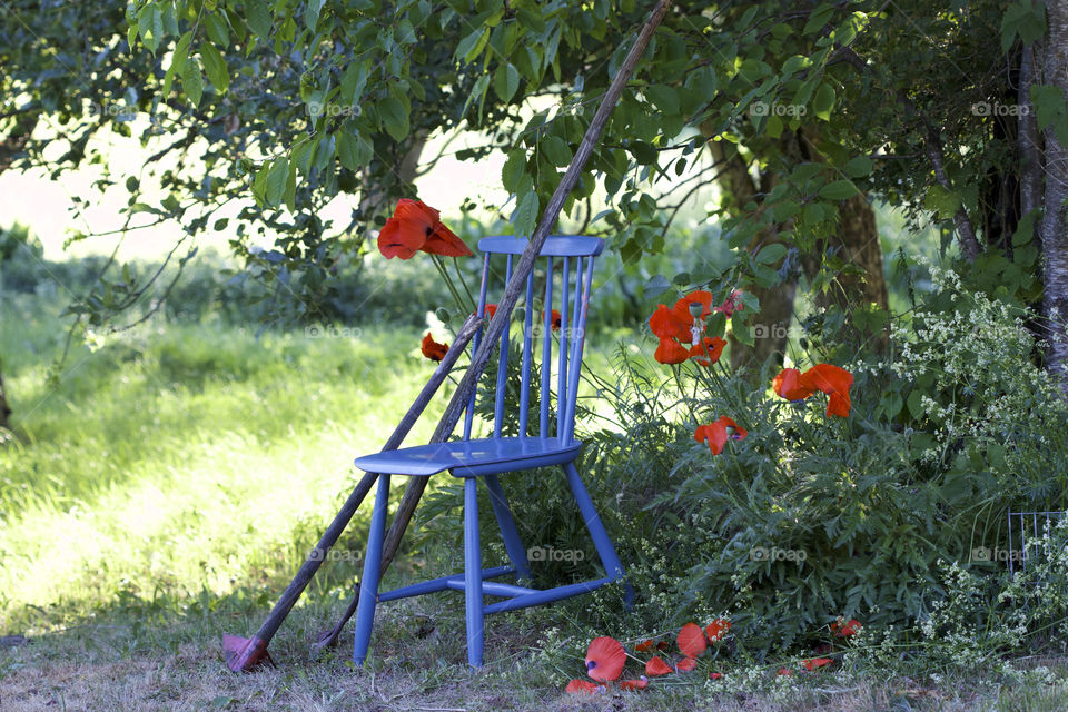 red poppy and blue chair