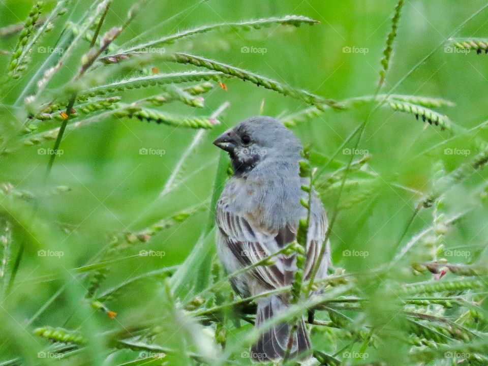 Pequeno caboclinho se alimentando de sementes de capim