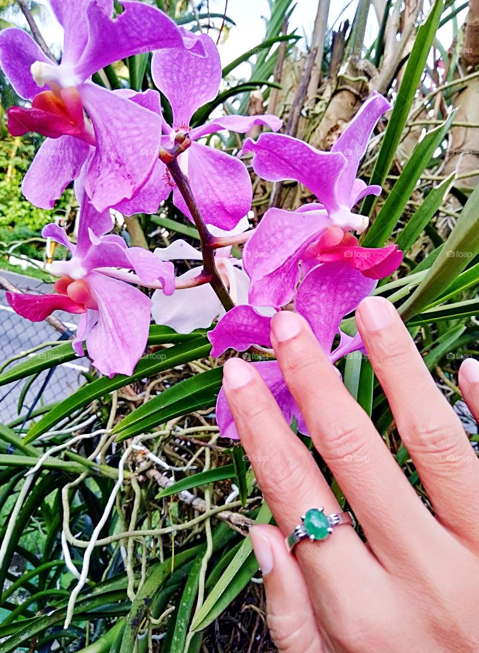 Simply wearing Jade stone ring with a beautiful Vanda Orchids background.