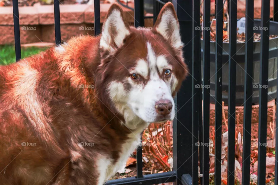 handsome husky face