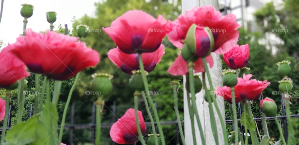 Poppy flowers