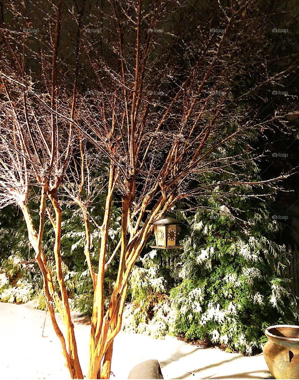 Snow & shrubs