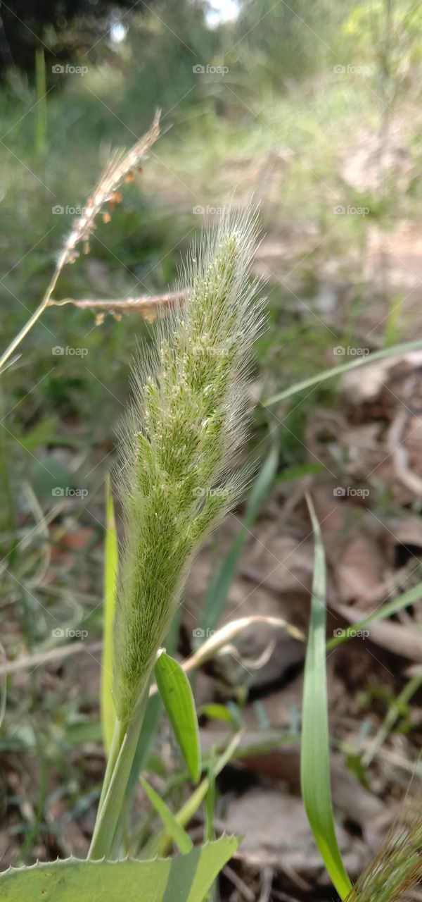 Very interesting flower