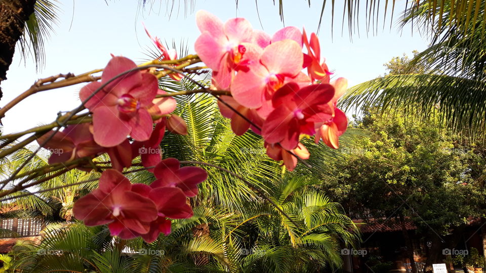 Lindas orquídeas vermelho-rosado no meu trabalho. Estão plantadas num coqueiro, no qual há mais orquídeas de cor diferente.