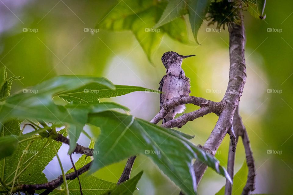 A Ruby-throated hummingbird fledgling just left the nest and ponders the big wide world. 
