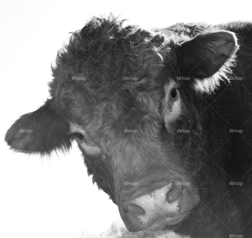 Black and white shot of a cow