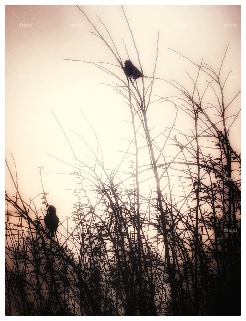 Romantic evening glow