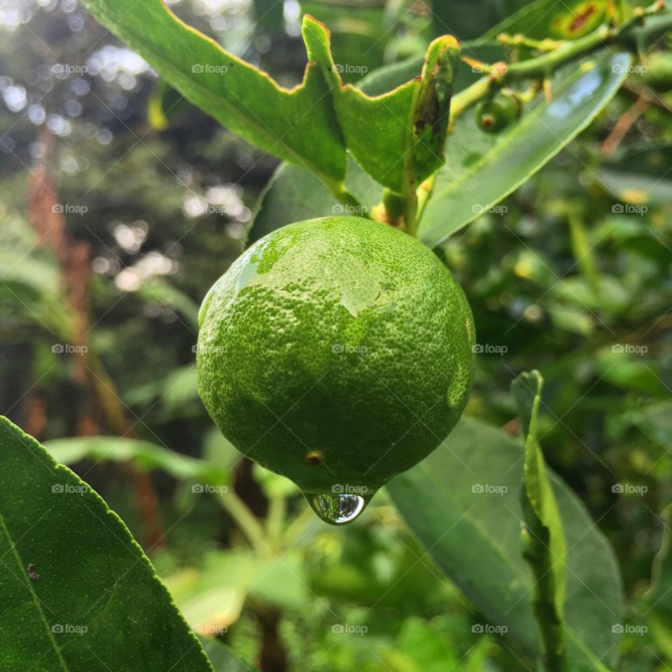 A lemon in the garden