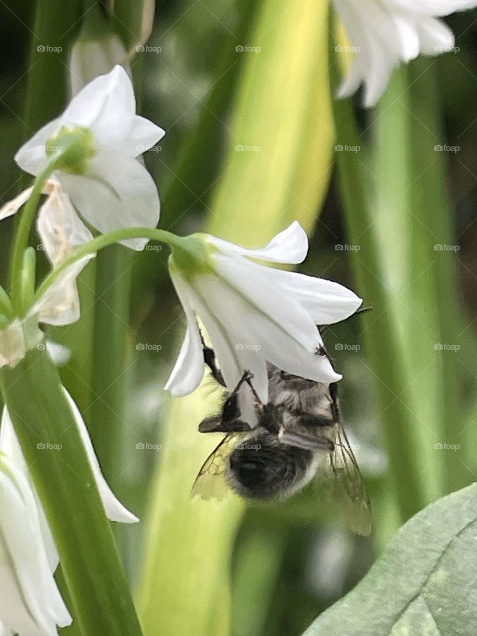 Abelhas: Polinização em ação.