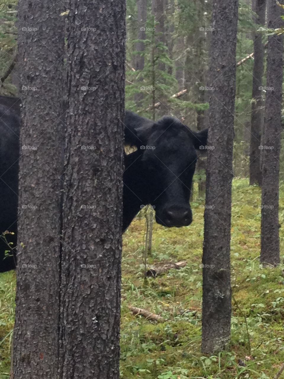 Peeking cow