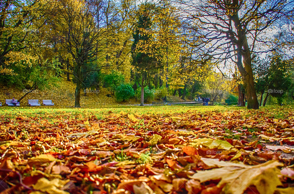 autumn season in a park