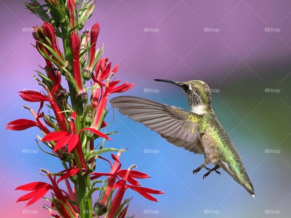 ruby-throated hummingbird