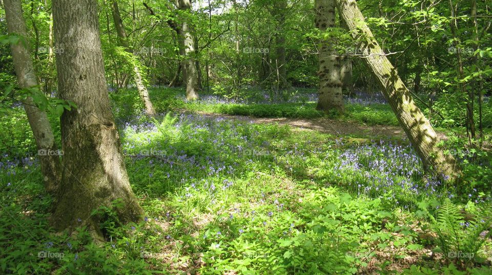 Bluebells