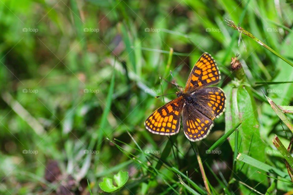 Glanville fritillary sitting in the green grass