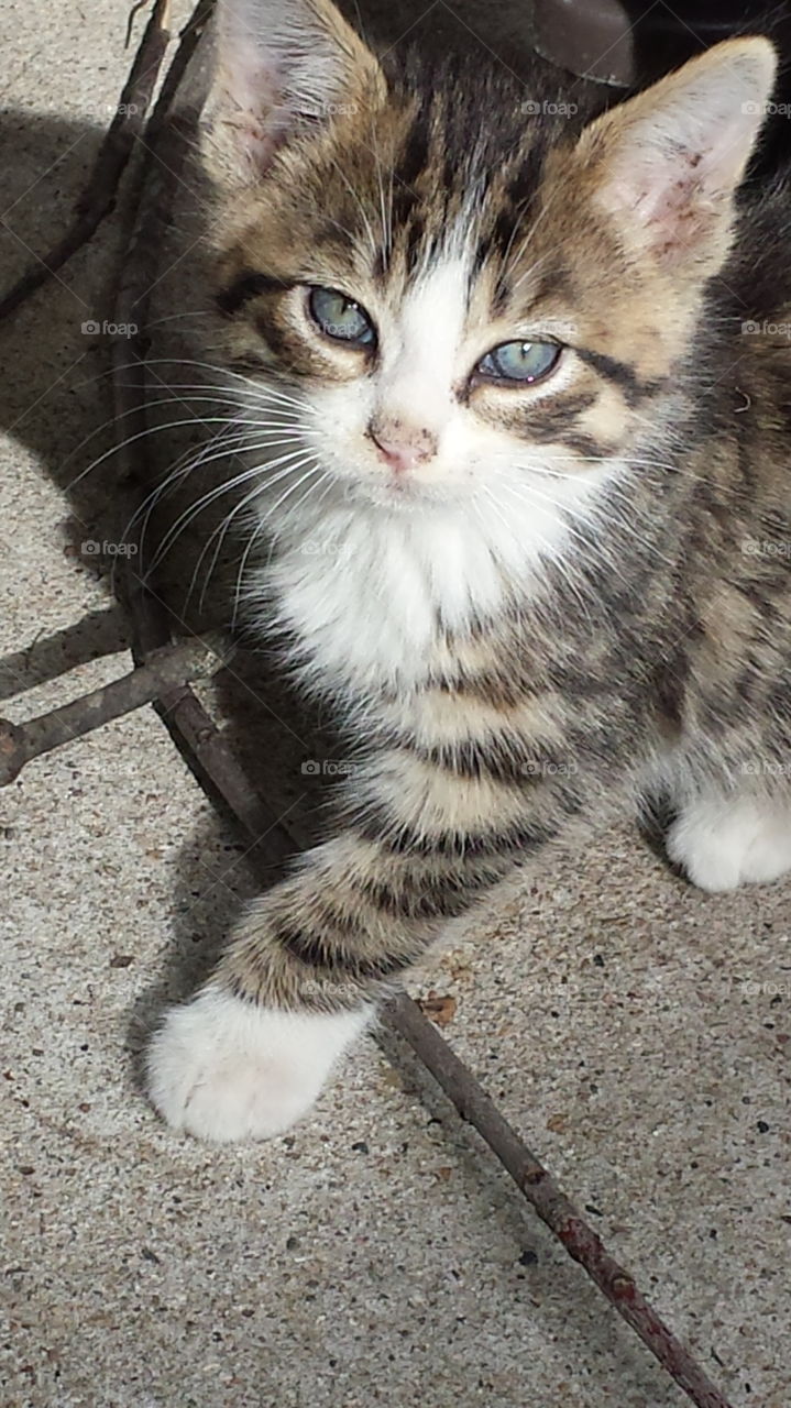 Cute kitten .