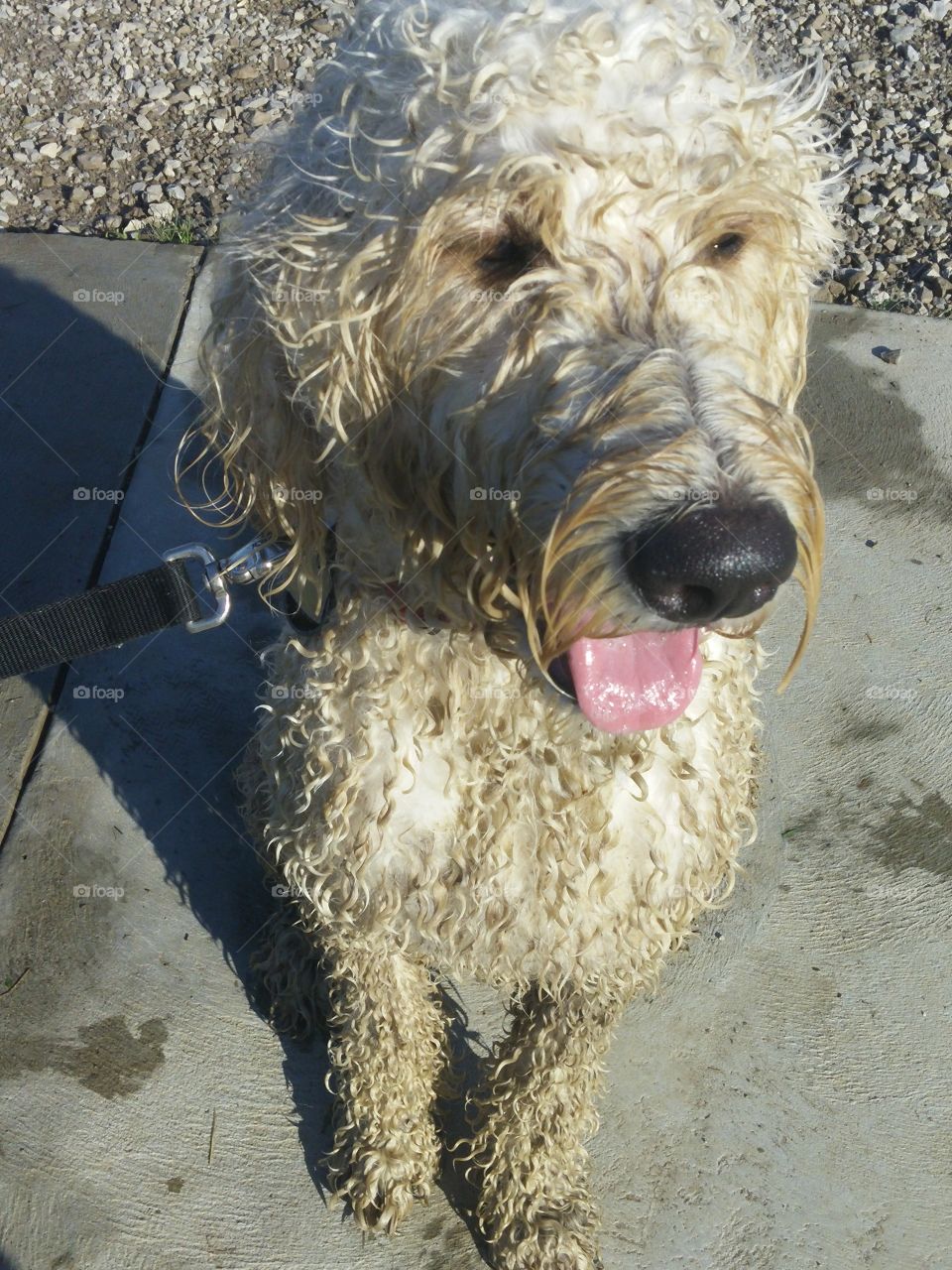 Wet Goldendoodle