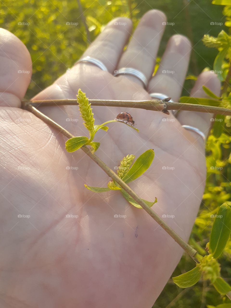 Ladybug and Willow Buds