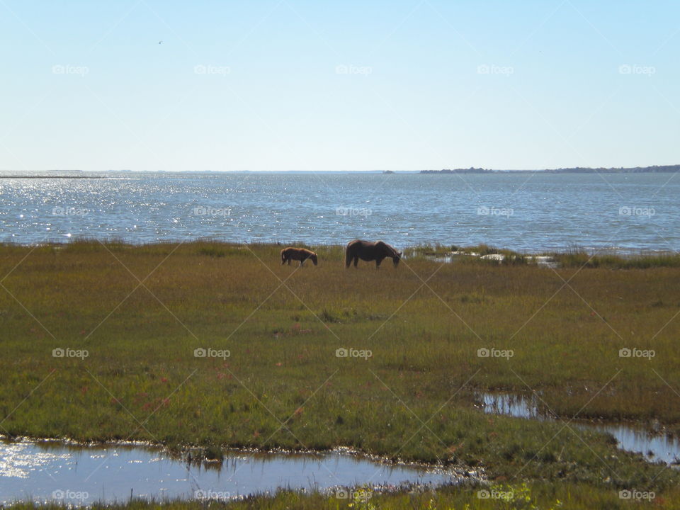 Horses in the marsh