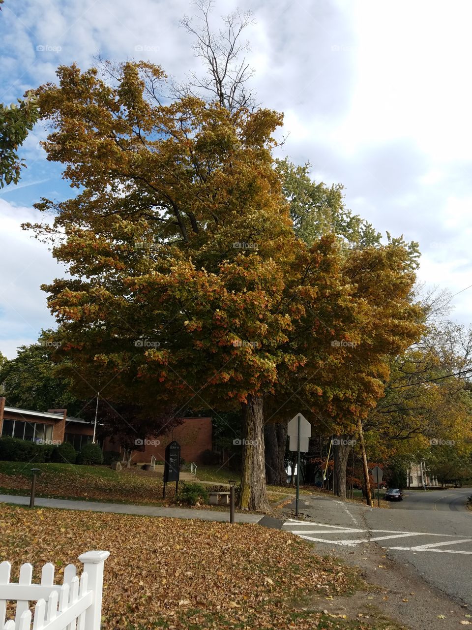 Colorful autumn leaves