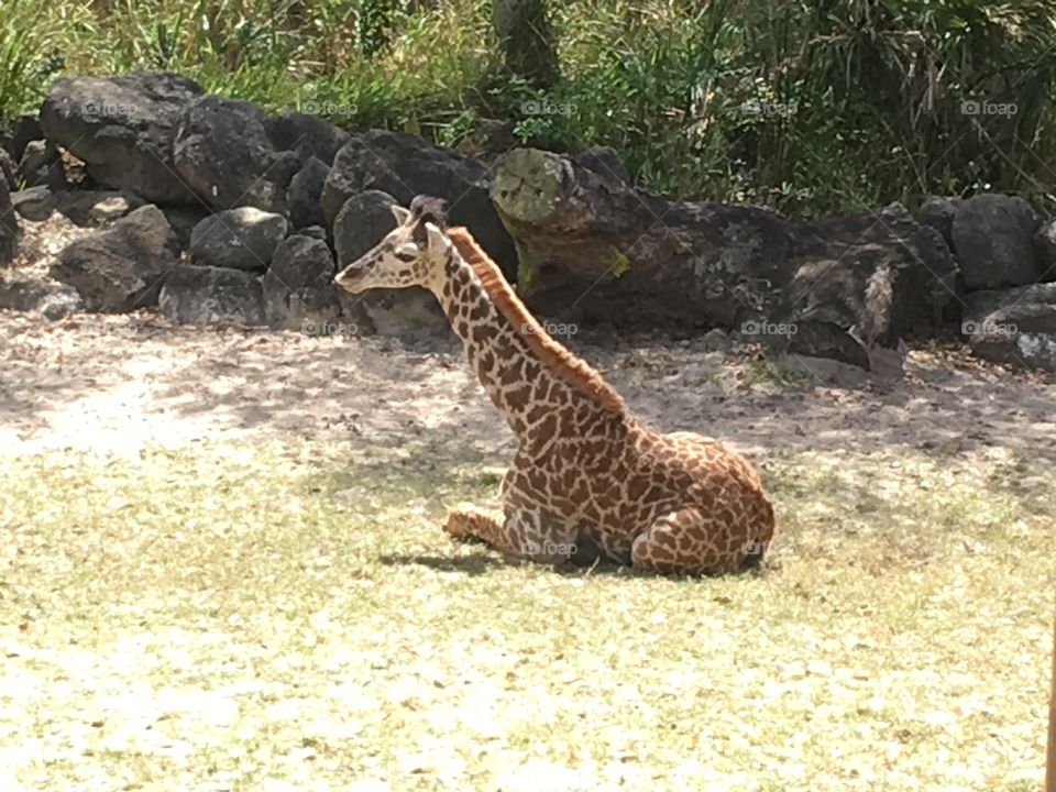 Brevard zoo baby Giraffe 
