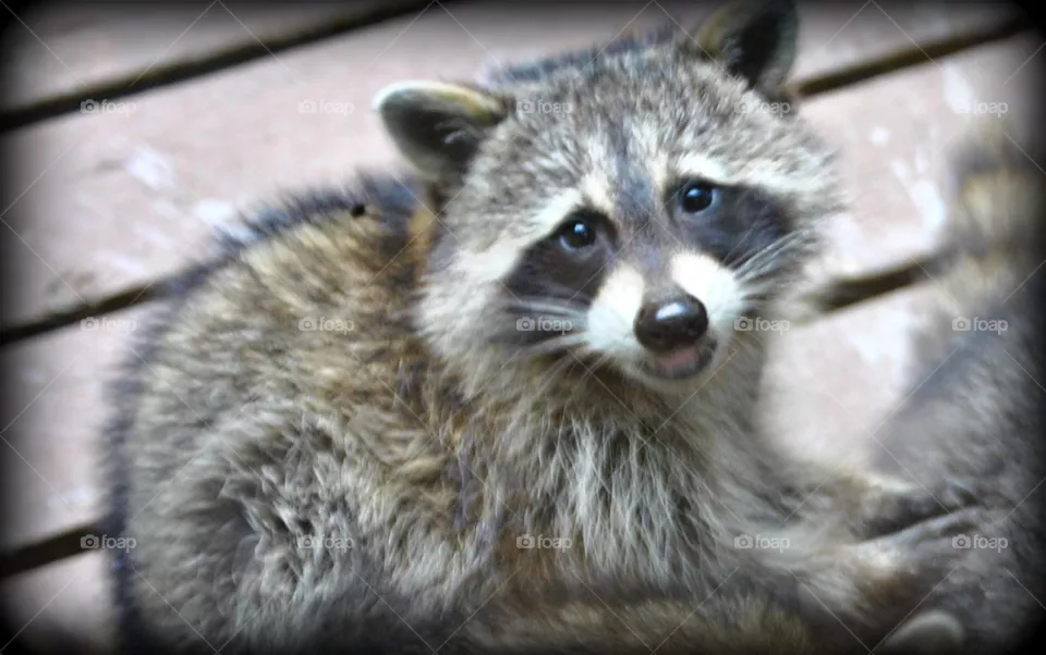 Raccoon