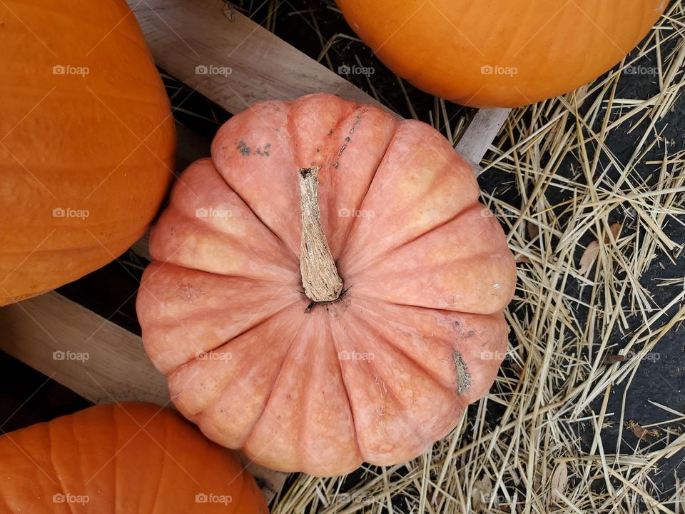 A peach color pumpkin